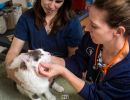 vet performing exam on cat patient