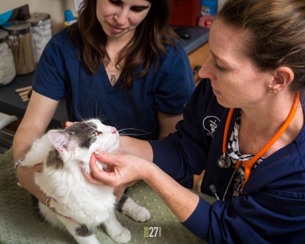 vet performing exam on cat patient